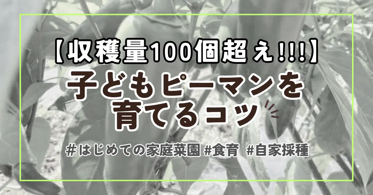 【子どもピーマン】収穫量100個以上！育て方のコツを初心者向けに解説