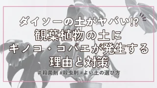 【100均の土】ダイソーの観葉植物の土は虫＆キノコに注意！原因・対策まとめ