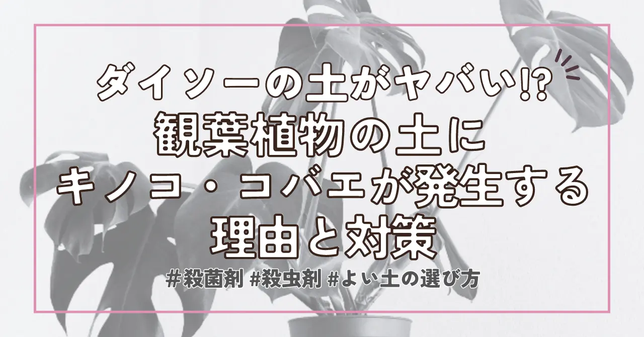 【100均の土】ダイソーの観葉植物の土は虫＆キノコに注意！原因・対策まとめ