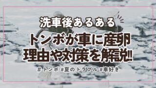 【トンボが車に産卵】理由と対策！ボンネットやフロントガラスの卵の除去方法