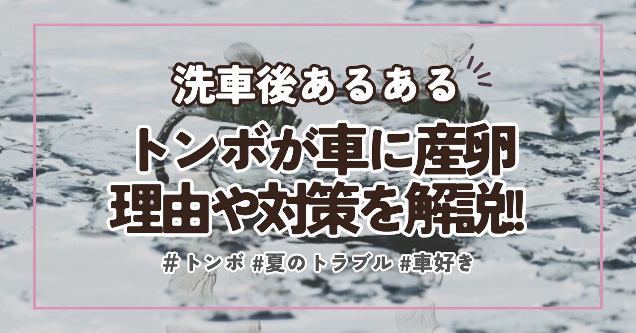 【トンボが車に産卵】理由と対策！ボンネットやフロントガラスの卵の除去方法